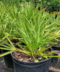 Saw Palmetto Green (Serenoa Repens) - PlantologyUSA - 2-3.5 feet