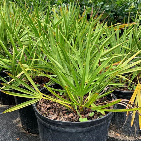 Saw Palmetto Green (Serenoa Repens) - PlantologyUSA - 2-3.5 feet