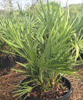 Saw Palmetto Green (Serenoa Repens) - PlantologyUSA - 3.5-5 feet