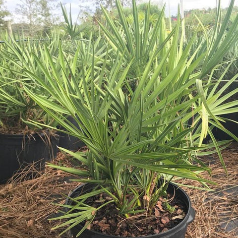 Saw Palmetto Green (Serenoa Repens) - PlantologyUSA - 3.5-5 feet
