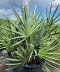 Saw Palmetto Green (Serenoa Repens) - PlantologyUSA - 5-6 feet