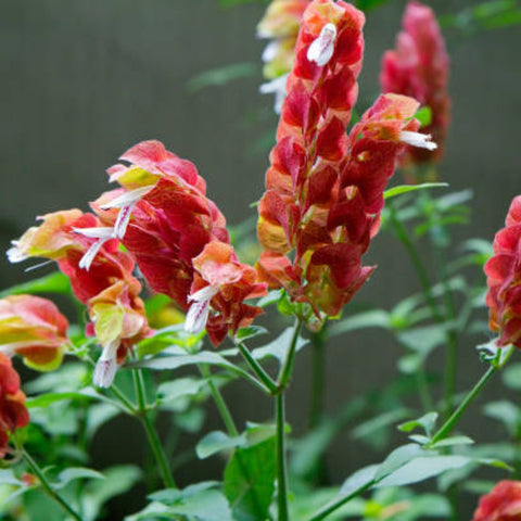 Shrimp Plant Bush 'Red' (Justicia Brandegeeana) - PlantologyUSA - 3 Gallon