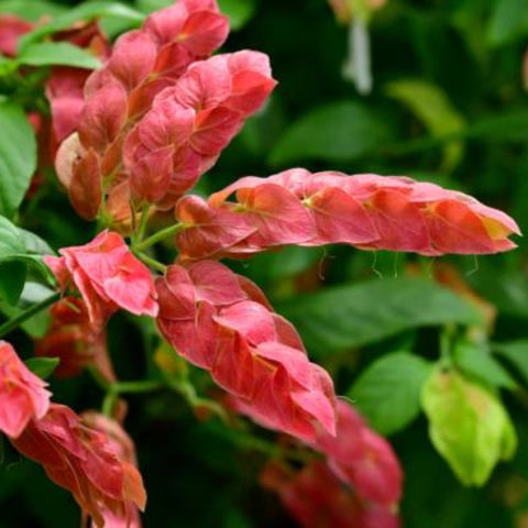 Shrimp Plant Bush 'Red' (Justicia Brandegeeana) - PlantologyUSA - 3 Gallon