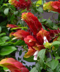 Shrimp Plant Bush 'Red' (Justicia Brandegeeana) - PlantologyUSA - 3 Gallon