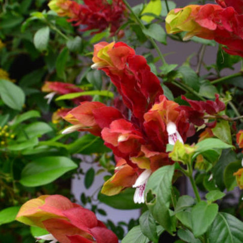 Shrimp Plant Bush 'Red' (Justicia Brandegeeana) - PlantologyUSA - 3 Gallon