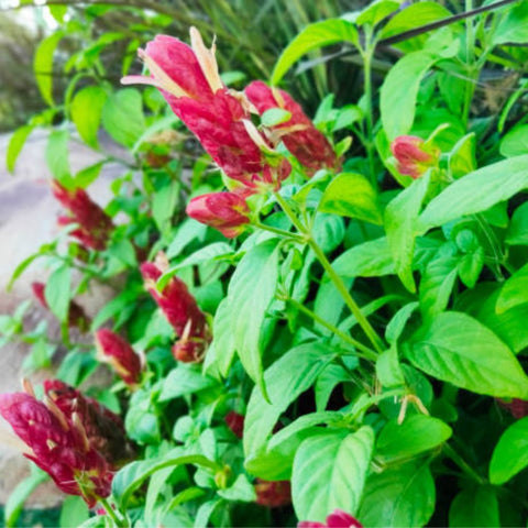 Shrimp Plant Bush 'Red' (Justicia Brandegeeana) - PlantologyUSA - 3 Gallon