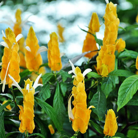Shrimp Plant Bush 'Yellow' (Justicia Brandegeeana) - PlantologyUSA - 3 Gallon