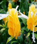 Shrimp Plant Bush 'Yellow' (Justicia Brandegeeana) - PlantologyUSA - 3 Gallon