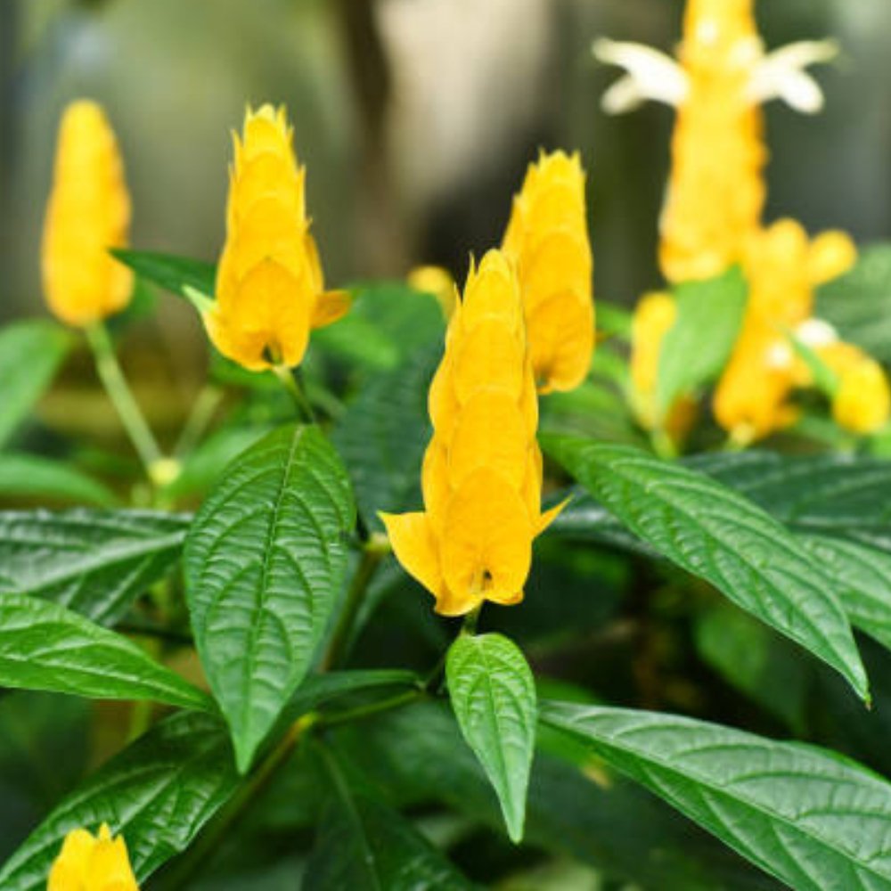 yellow shrimp plant seeds Shrimp Plant Bush 'Yellow' for Sale