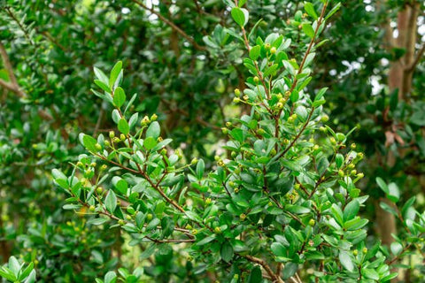 Simpson Stopper Bush (Myrcianthes fragrans) - PlantologyUSA - 2-3.5 feet