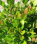 Simpson Stopper Bush (Myrcianthes fragrans) - PlantologyUSA - 2-3.5 feet