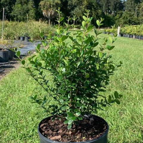 Simpson Stopper Standard (Myrcianthes Fragrans) - PlantologyUSA - 3 Gallon