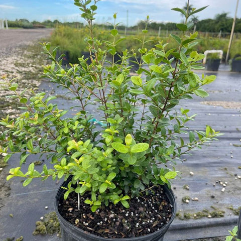 Simpson Stopper Standard (Myrcianthes Fragrans) - PlantologyUSA - 3 Gallon