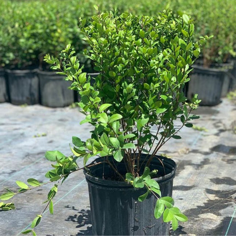 Simpson Stopper Standard (Myrcianthes Fragrans) - PlantologyUSA - 7 Gallon