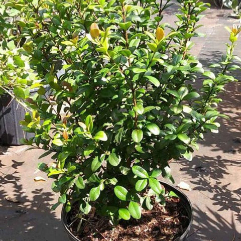 Simpson Stopper Standard (Myrcianthes Fragrans) - PlantologyUSA - 7 Gallon