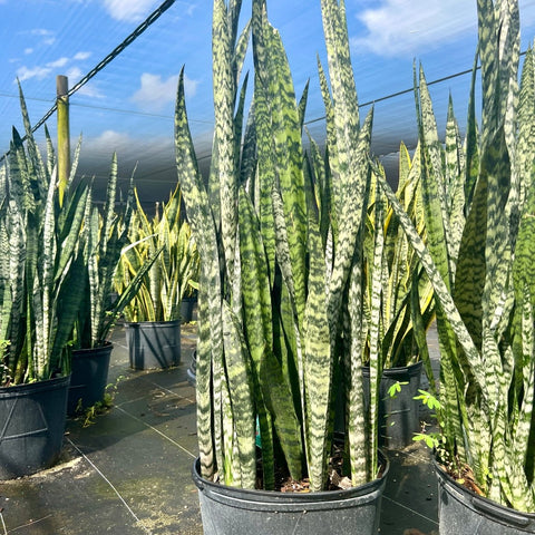 Snake Plant (Sansevieria Zeylanica) - PlantologyUSA - Small 1-2 Feet