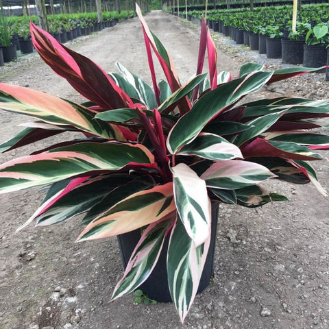 Stromanthe sanguinea 'Triostar', Ctenanthe sanguinea 'Tri-color' - PlantologyUSA - 3 Gallon