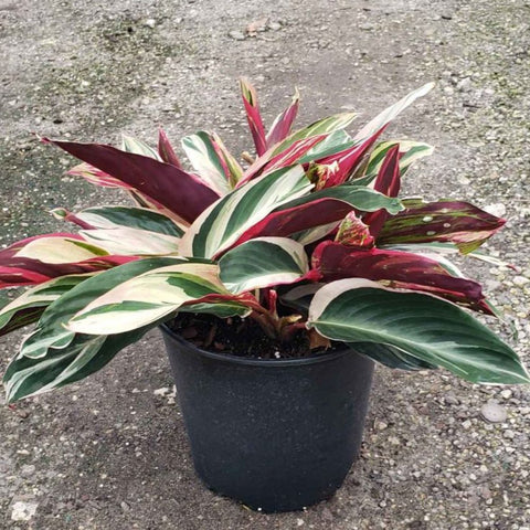 Stromanthe sanguinea 'Triostar', Ctenanthe sanguinea 'Tri-color' - PlantologyUSA - 3 Gallon