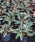 Stromanthe sanguinea 'Triostar', Ctenanthe sanguinea 'Tri-color' - PlantologyUSA - 3 Gallon