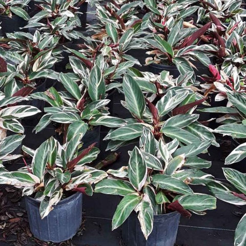 Stromanthe sanguinea 'Triostar', Ctenanthe sanguinea 'Tri-color' - PlantologyUSA - 3 Gallon