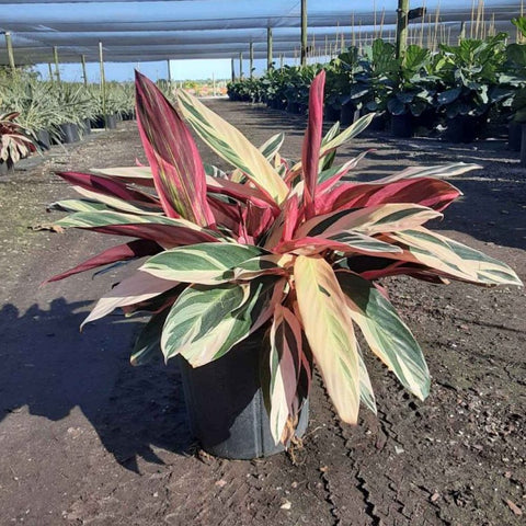 Stromanthe sanguinea 'Triostar', Ctenanthe sanguinea 'Tri-color' - PlantologyUSA - 3 Gallon