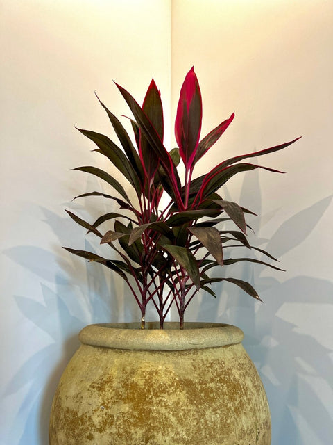 Ti Plant (Cordyline 'Florica') - PlantologyUSA - Medium 18-20"