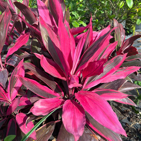 Ti Plant (Cordyline 'Florica') - PlantologyUSA - Medium 18-20"