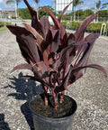 Ti Plant (Cordyline fruticosa 'Auntie Lou') - PlantologyUSA - 3 Gallon