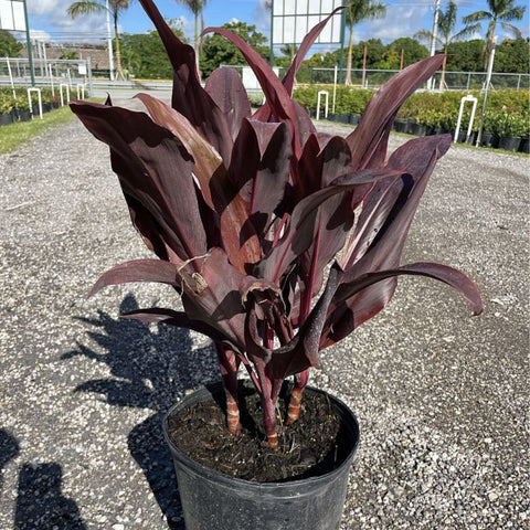 Ti Plant (Cordyline fruticosa 'Auntie Lou') - PlantologyUSA - 3 Gallon