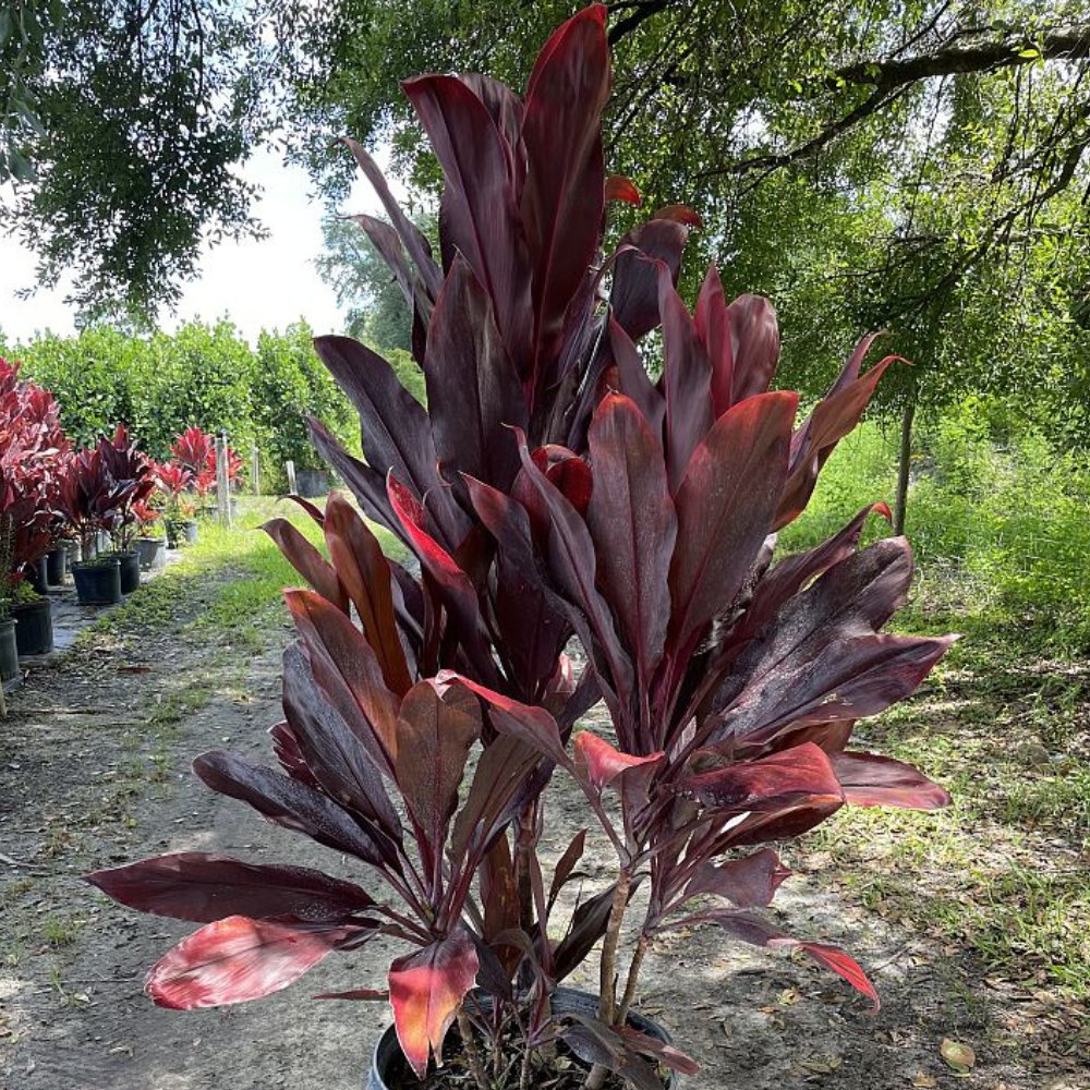 ti plant indoor care Ti Plant for Sale