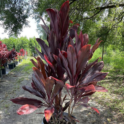 Ti Plant (Cordyline fruticosa 'Auntie Lou') - PlantologyUSA - 7 Gallon