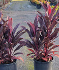 Ti Plant (Cordyline fruticosa 'Auntie Lou') - PlantologyUSA - 7 Gallon