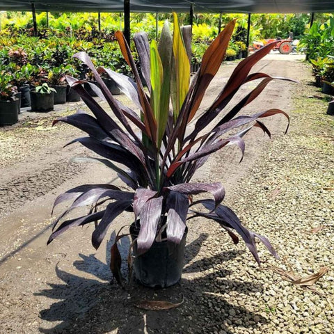 Ti Plant (Cordyline fruticosa 'Black Magic') - PlantologyUSA - Large 40-42"