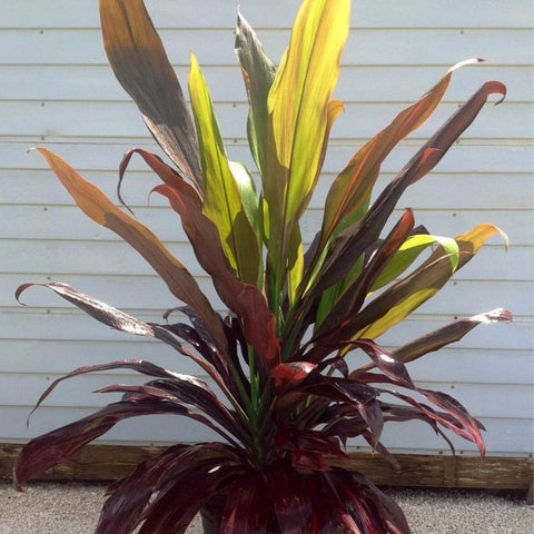 Ti Plant (Cordyline fruticosa 'Black Magic') - PlantologyUSA - Medium 18-20"