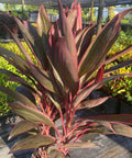 Ti Plant (Cordyline fruticosa 'Red Sister') - PlantologyUSA - 3 Gallon