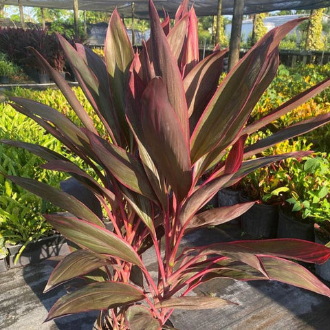Ti Plant (Cordyline fruticosa 'Red Sister') - PlantologyUSA - 3 Gallon