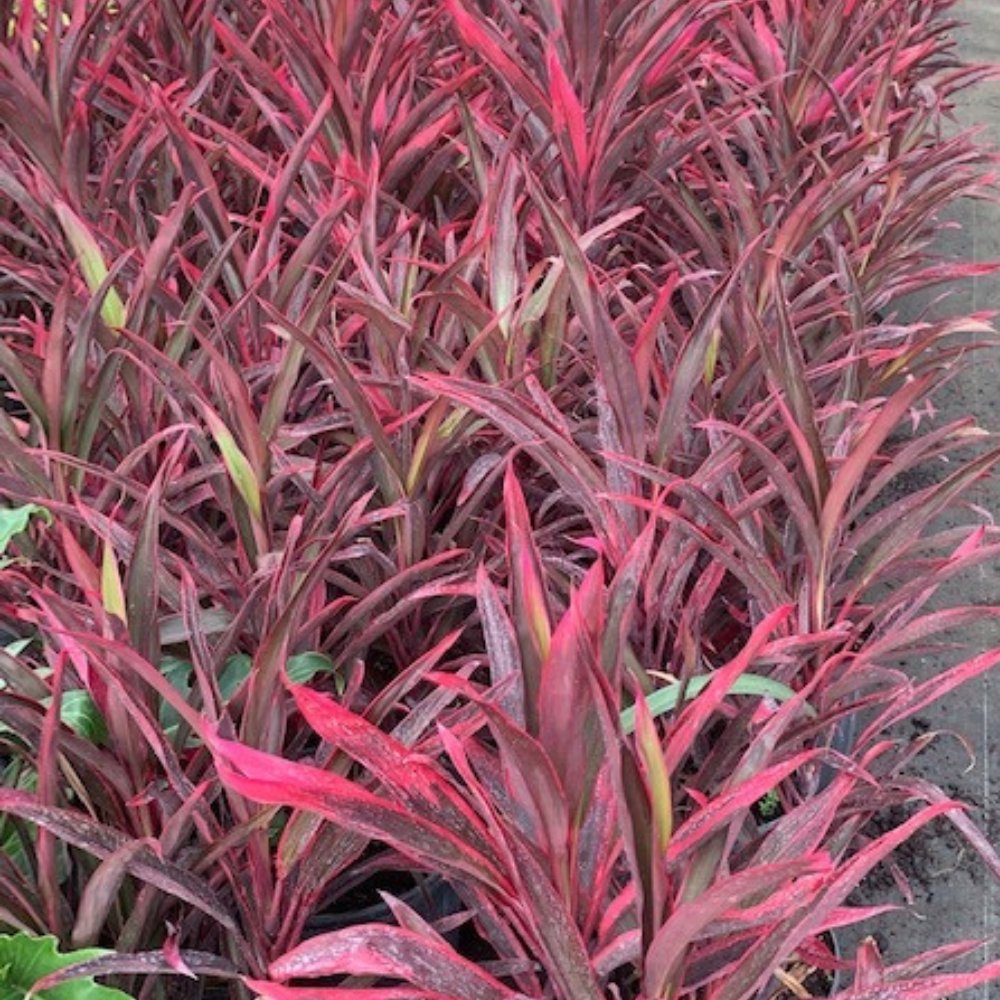 dracaena cordyline red sensation Ti Plant Red Sensation (Cordyline Fruticosa 'Hot Pepper')