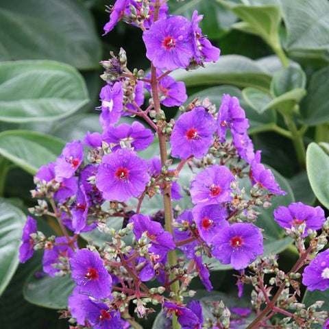 Tibouchina Dwarf (Tibouchina spp) - PlantologyUSA - Medium 18"