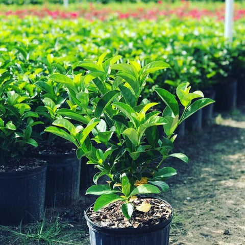Viburnum Sweet Viburnum (Viburnum Odoratissimum) - PlantologyUSA - 3 Gallon
