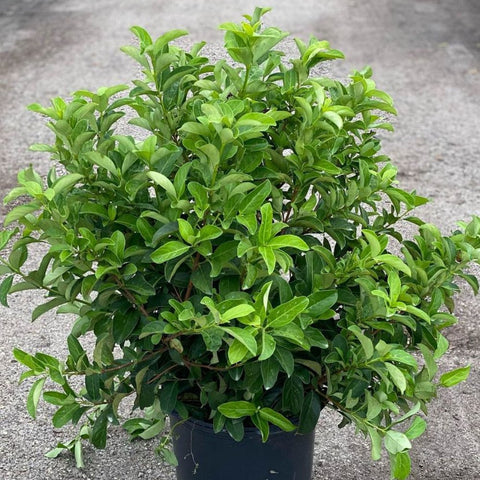 Viburnum Sweet Viburnum (Viburnum Odoratissimum) - PlantologyUSA - 3 Gallon