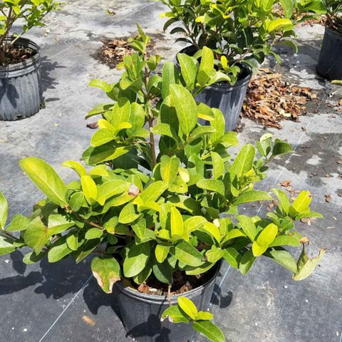 Viburnum Sweet Viburnum (Viburnum Odoratissimum) - PlantologyUSA - 7 Gallon