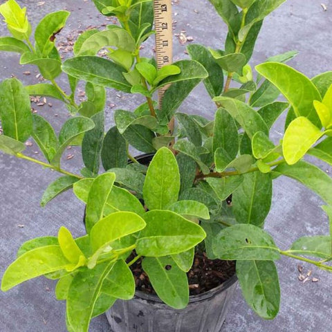 Viburnum Sweet Viburnum (Viburnum Odoratissimum) - PlantologyUSA - 7 Gallon