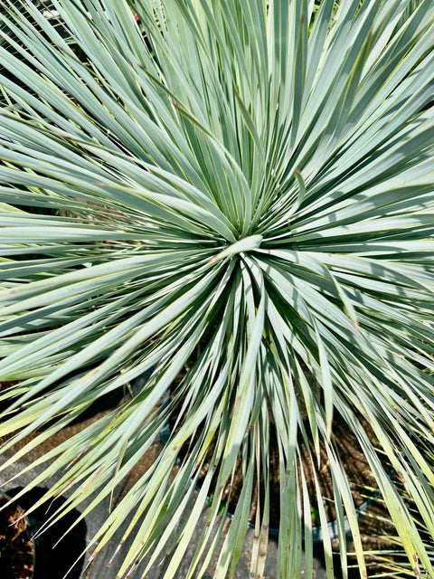 Yucca (Yucca rostrata) - PlantologyUSA - Medium