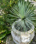 Yucca (Yucca rostrata) - PlantologyUSA - Medium