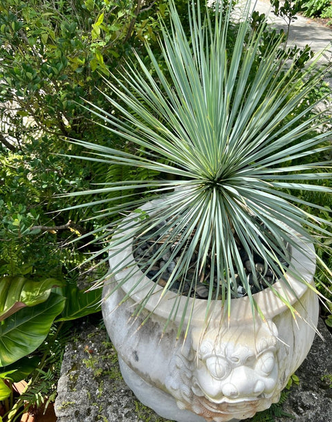 Yucca (Yucca rostrata) - PlantologyUSA - Medium