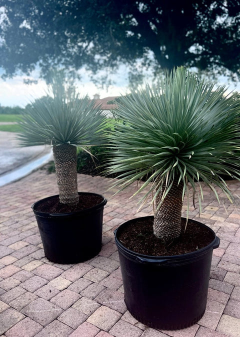 Yucca (Yucca rostrata) - PlantologyUSA - Medium