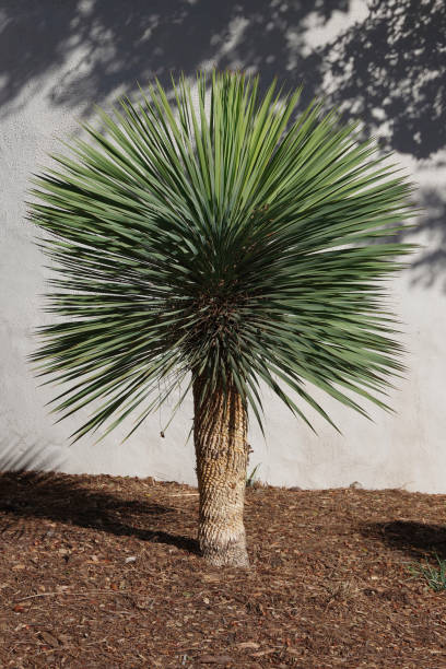 Yucca (Yucca rostrata) - PlantologyUSA - Medium