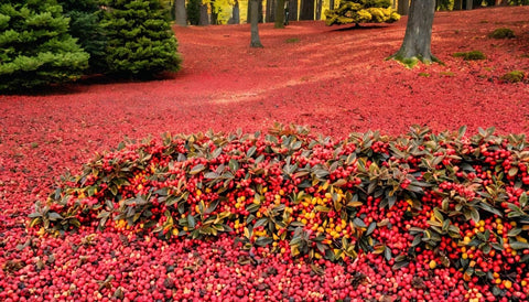 Adding Fall Color with Cotoneaster Shrubs - Plantology USA