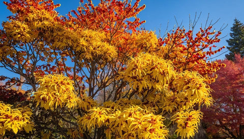 Adding Fall Color with Witch Hazel Shrubs - Plantology USA