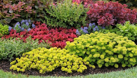 Best Ground Covers for Fall Landscaping - Plantology USA